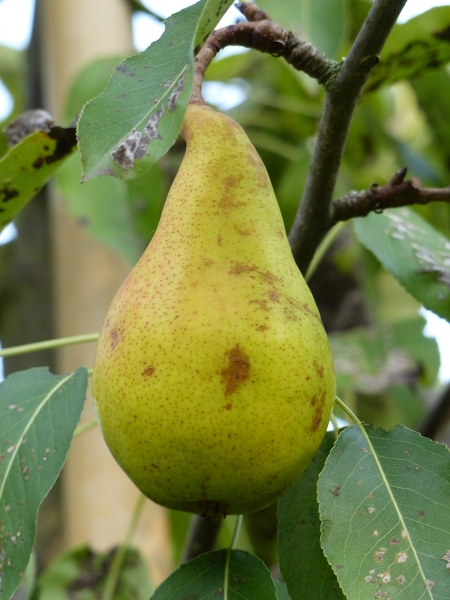 Gellerts Butterbirne Frucht